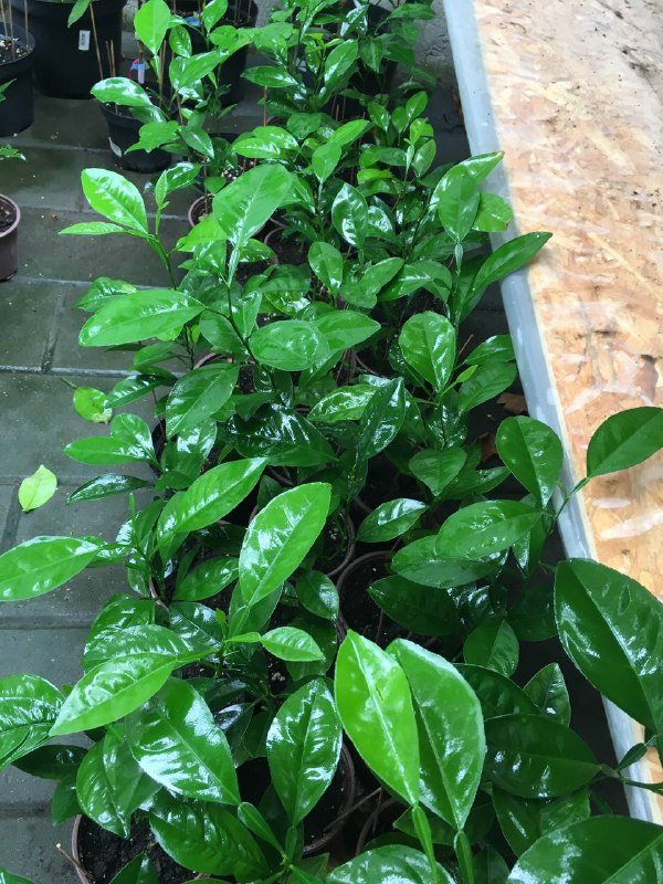 Саженцы цитрусовых: мандарин, лимоны, цитрон Рука Будды