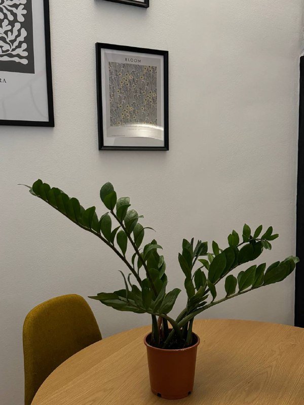 Растение замиокулькас высота больше 50см