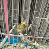 Волнистый попугай с клеткой 3