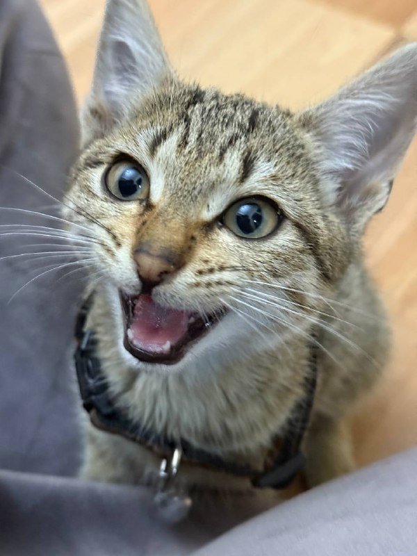 Кошка в добрые руки