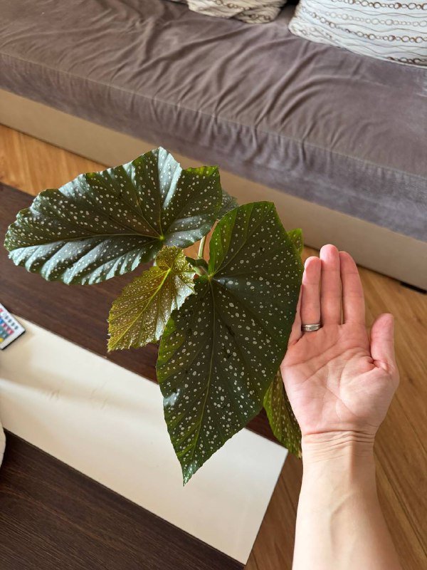 Пятнистая бегония 3