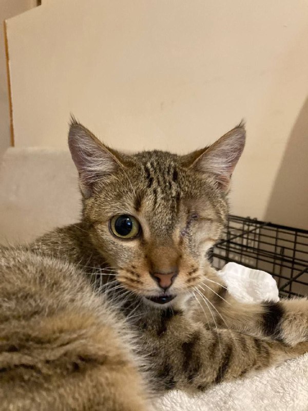 Кошка Тритико для домашнего пристройства 2