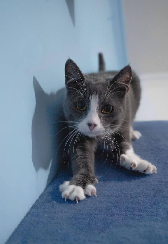 Иви кошка для семьи 2