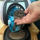 Котёнок ищет дом 3