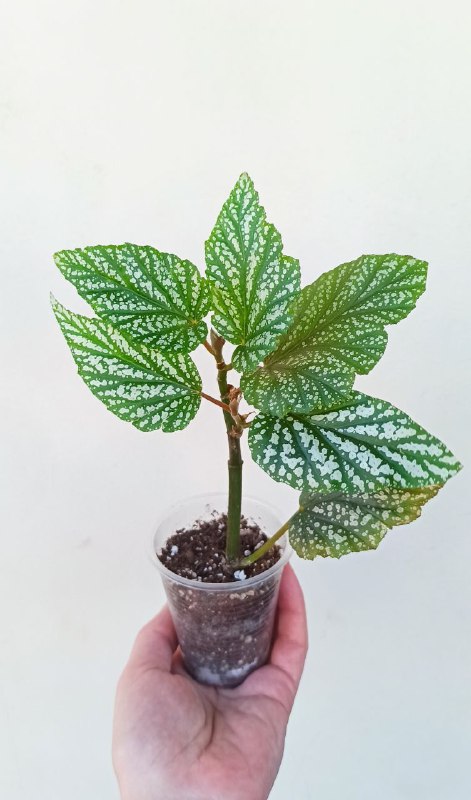 Фиалки, Оттона, Бегония, Сингониум, Хойя 4