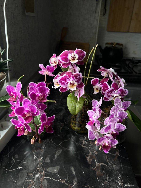 Орхидеи мини, Папоротник, Замиокулькас