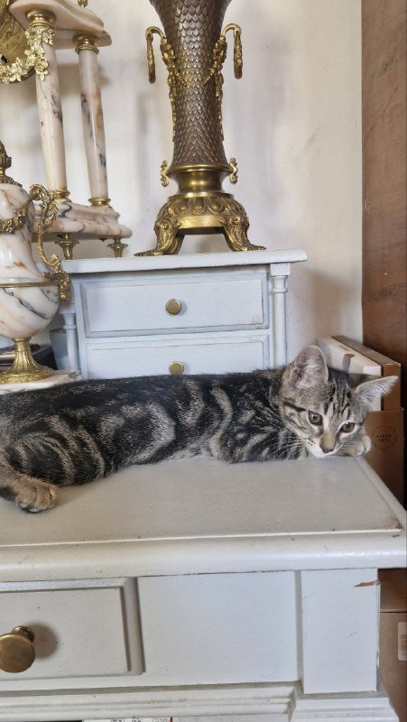 Котенок, 3 месяца, ласковый, приучен к лотку