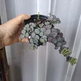 Комнатные растения 4