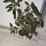 Кактусы, суккуленты, комнатные растения, монстеры, руэллия 5