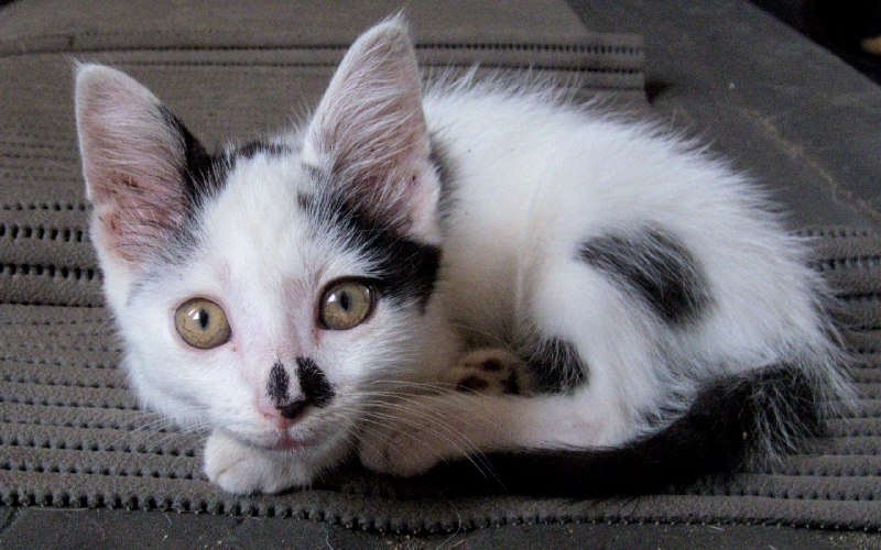 Котенок Чаплин ищет дом