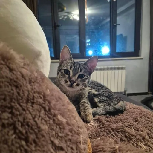 Кошечка Ирина, 5,5 месяцев