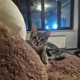 Кошечка Ирина, 5,5 месяцев 1