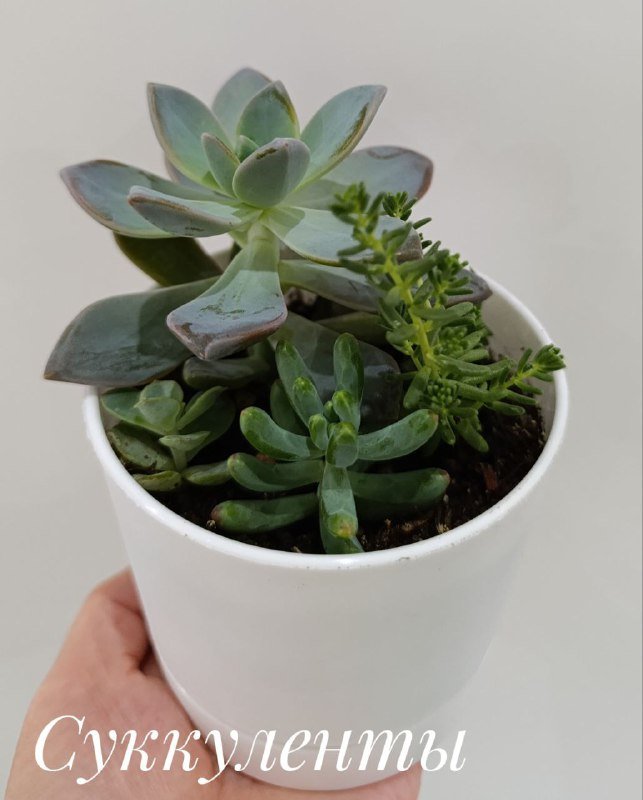 Суккуленты, Красула денежное дерево, Оксалис, Хлорофитум 3