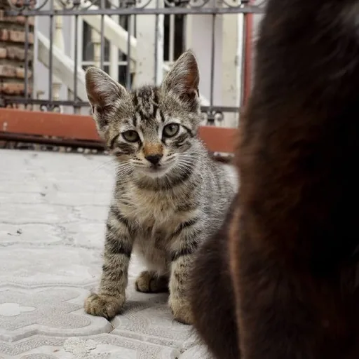 Котенок табби
