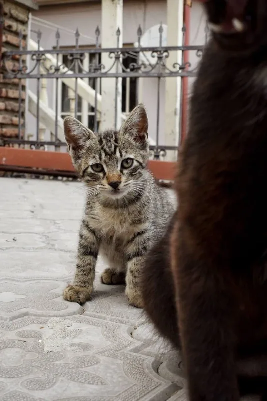 Котенок табби 1