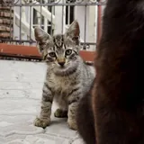 Котенок табби 1