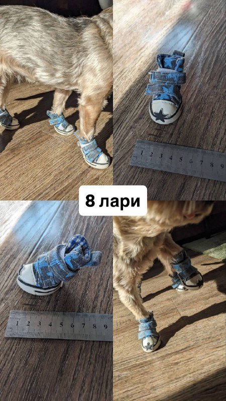 Обувь и носки для маленькой собаки 4