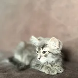Котёнок девочка 2