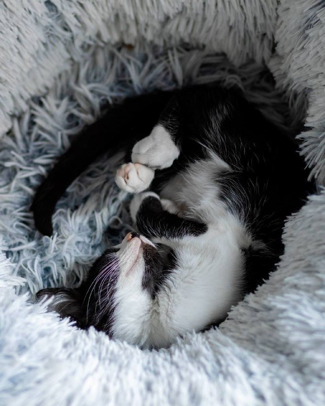 Котёнок Оскар ищет дом 4