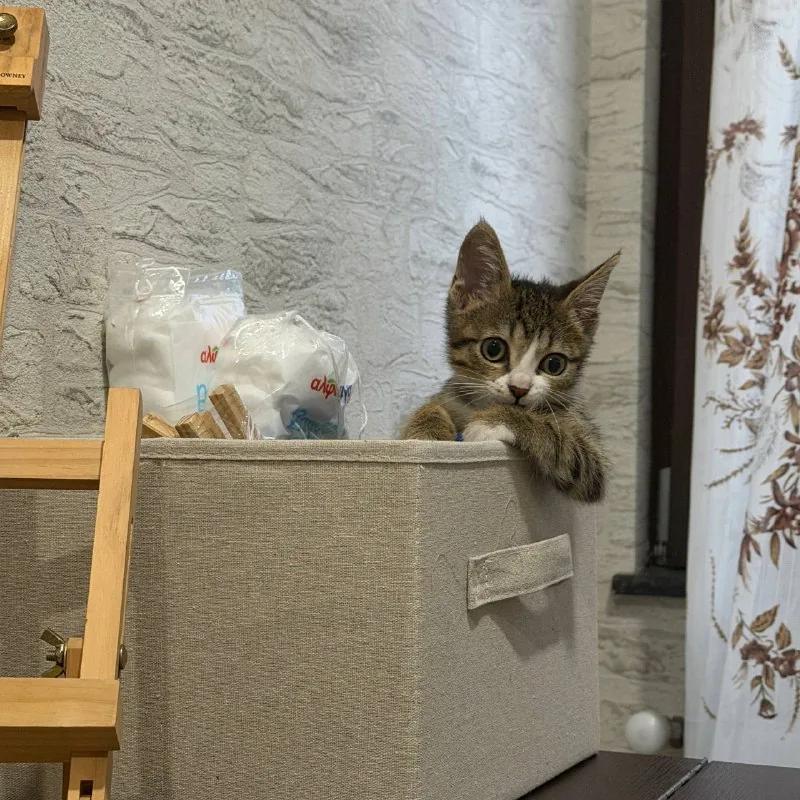 Котёнок ищет новый дом 1