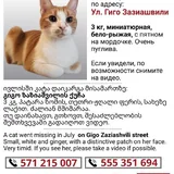 Пропала бело-рыжая кошечка 2