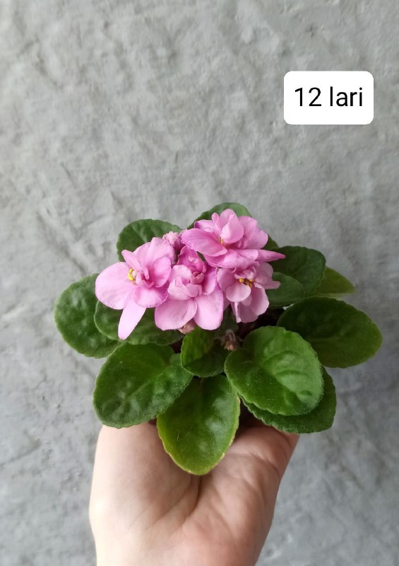 аспарагус, сциндапсус, пеперомия, каллизия, фиалки, калатея 5