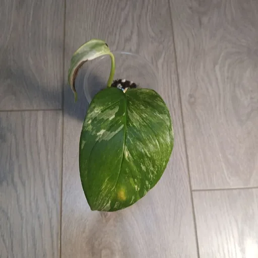 Монстера Lechleriana, Эпипремнум Marble Queen