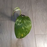 Монстера Lechleriana, Эпипремнум Marble Queen 1