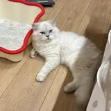 Котята шотландской породы Мия, Чика и Зевс 3