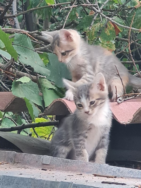 Котята бесплатно в добрые руки 3