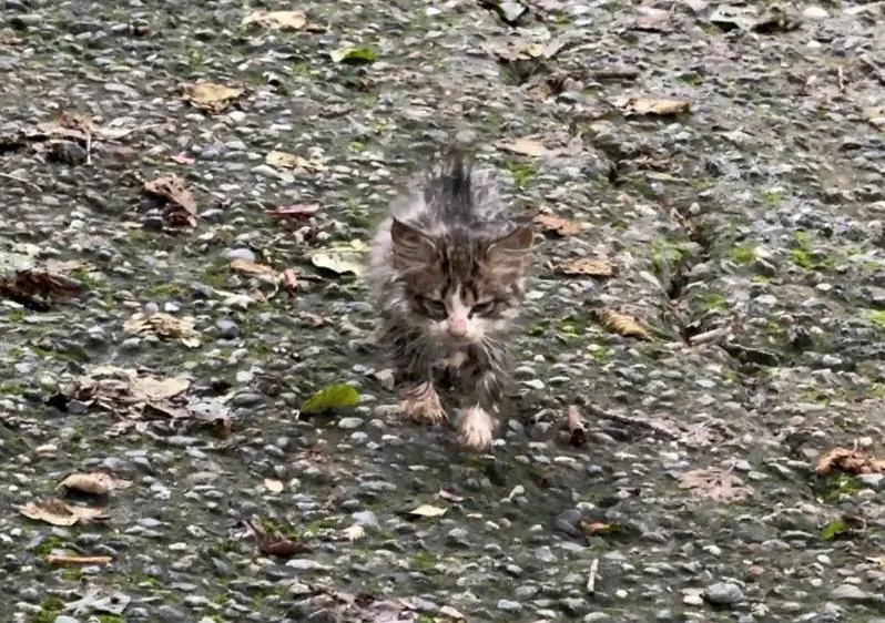 Котенок нуждается в помощи 1