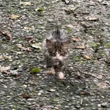 Котенок нуждается в помощи 1