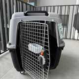 Авиаперевозка для собак 6
