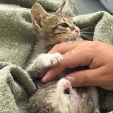 Котёнок 1