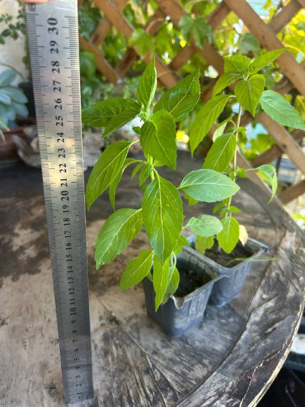 Базилик, Розмарин, традесканция 4