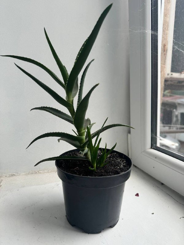 Любой цветок в горшке 8