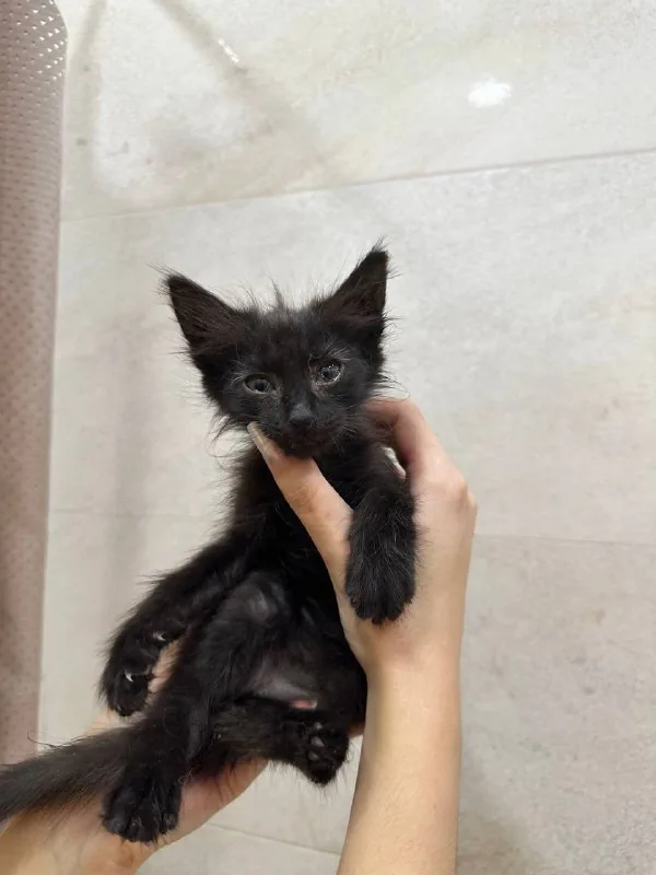 Котята 1