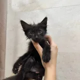 Котята 1