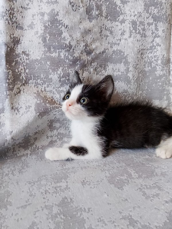 Котята черно-белые для дома, сестрёнки Марси и Леди 7