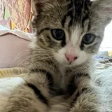 Котёнок Вафля 3