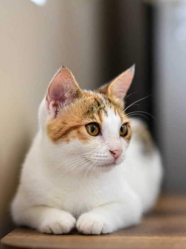 Кошечка Эльза для дома 2