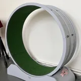 Фикус Бенджамина 5