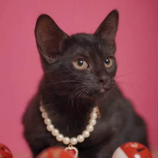 Котенок, девочка