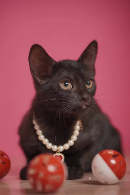 Котенок, девочка 1