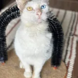 Кошка Луми 3