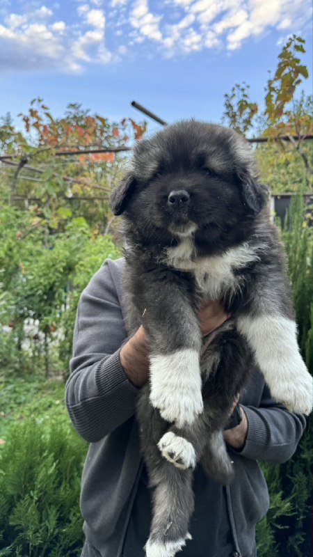 Щенки кавказской овчарки сертифицированные 3