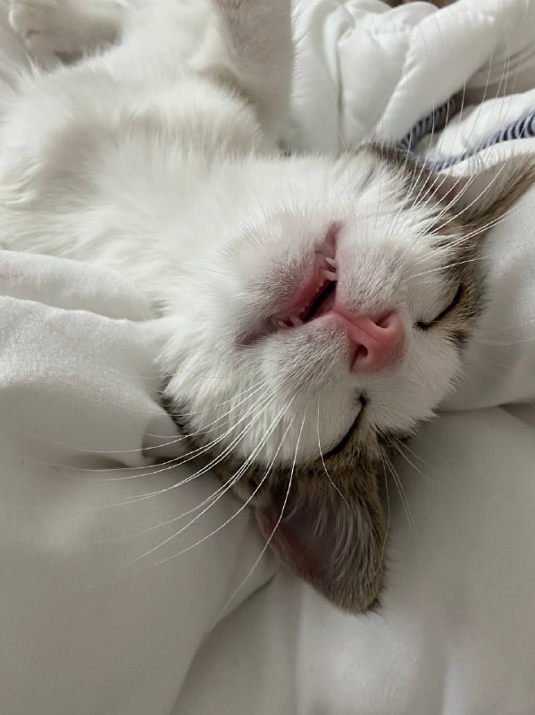 Котёнок в добрые руки бесплатно 6
