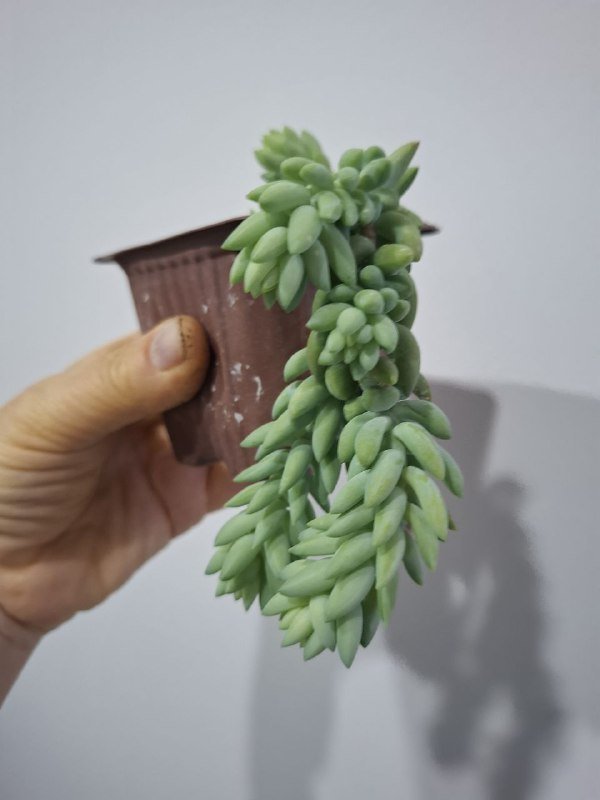 Суккуленты седум Моргана, селут Франческо Балди, крассулас, сенецио, калатея, монстера рафидрфора