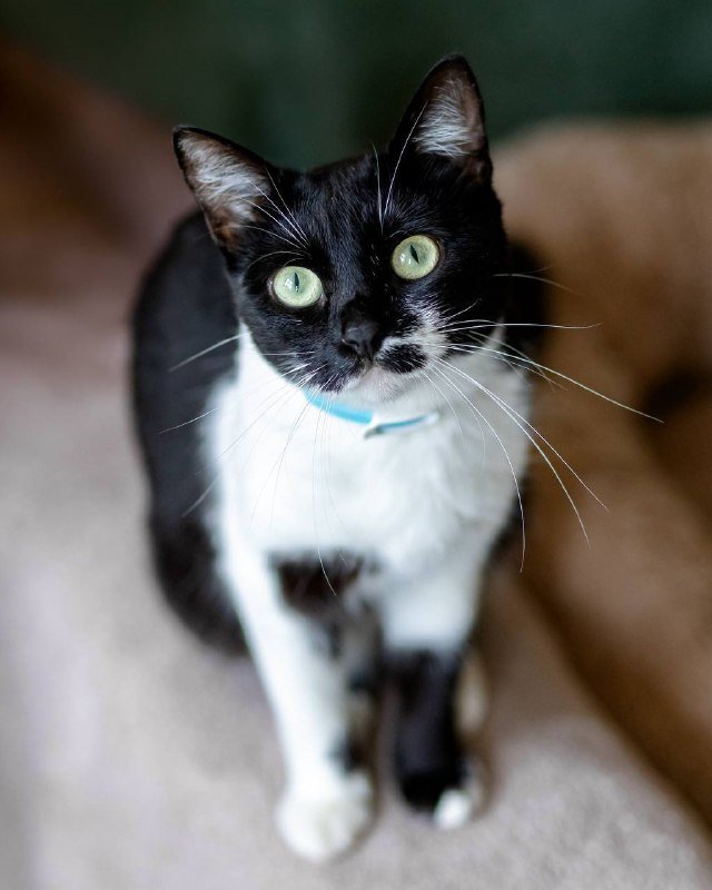 Кошка Лума 1,5 года в добрые руки