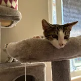 Котенок Космо, бесплатная передержка 4